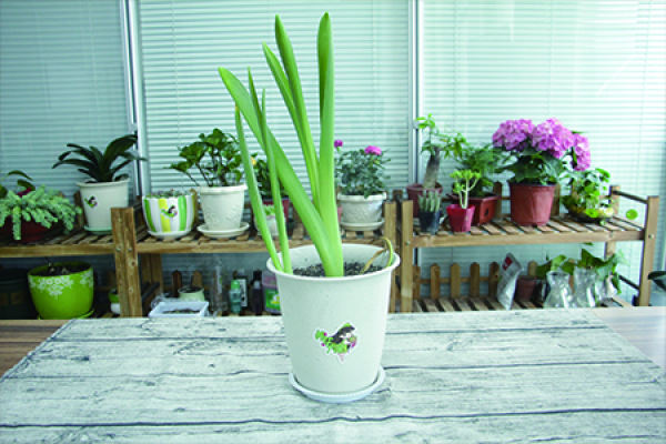hyacinth