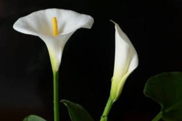 Common Calla Lily