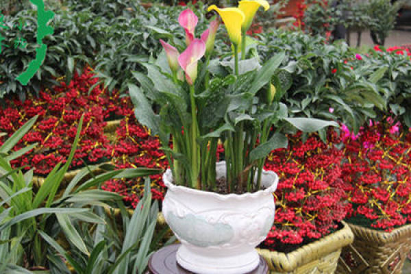 Common Calla Lily