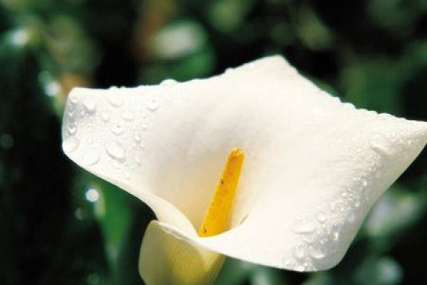 Common Calla Lily