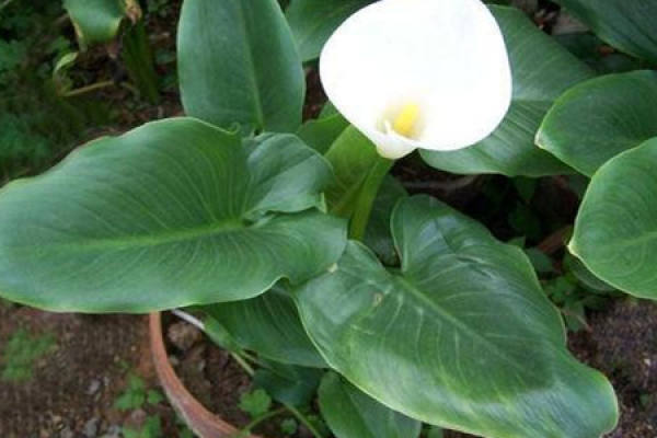 Common Calla Lily