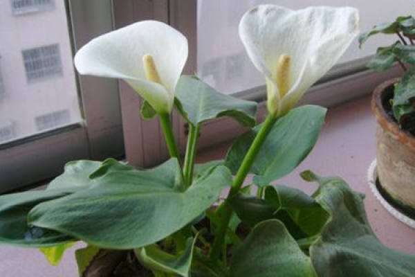 Calla Lily
