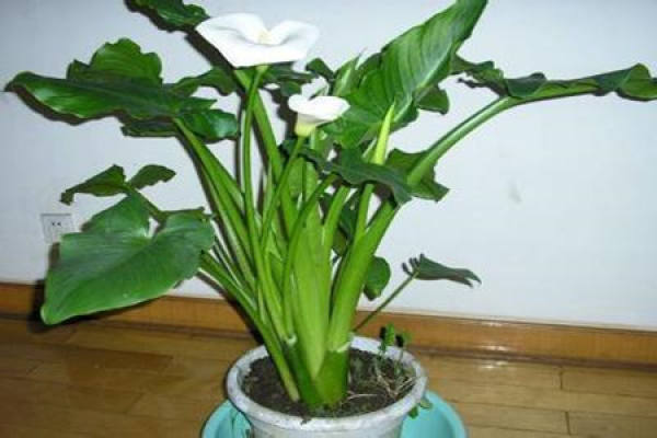 Common Calla Lily