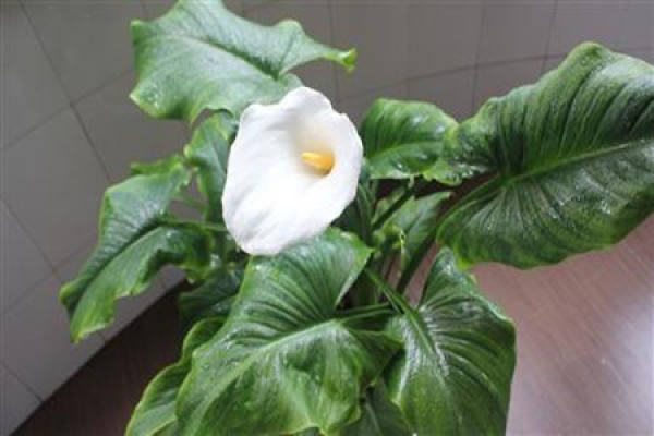 Common Calla Lily