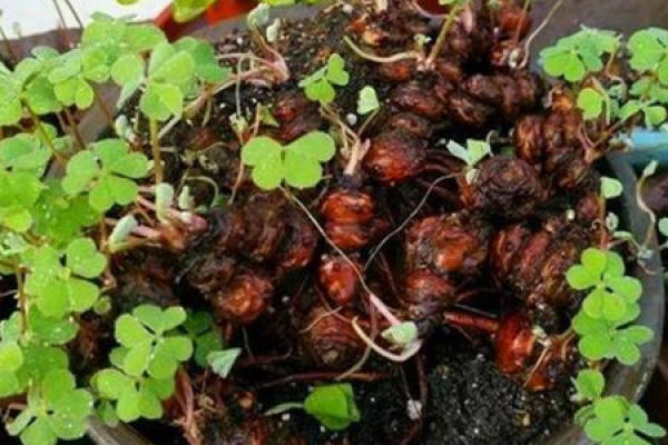 Oxalis corniculata