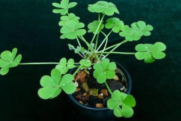 Oxalis corniculata
