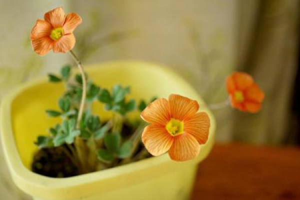 Oxalis corniculata