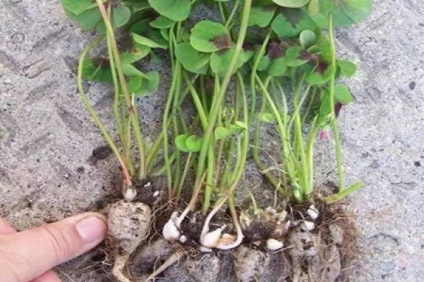 Oxalis corniculata