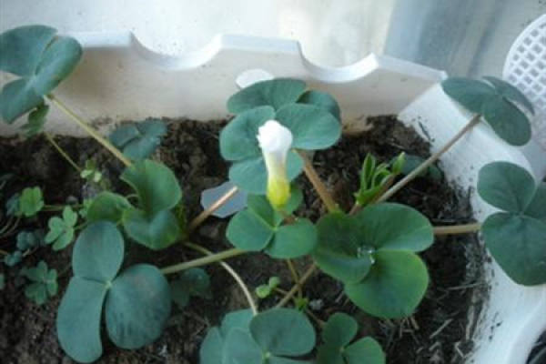 Oxalis corniculata