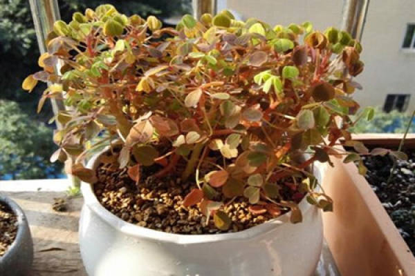 Oxalis corniculata