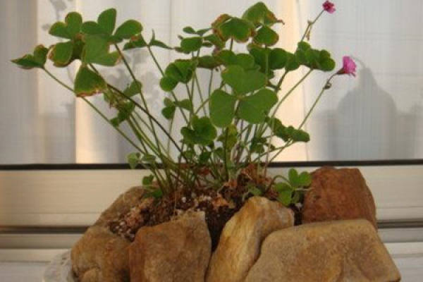 Oxalis corniculata