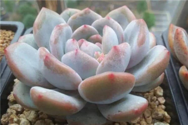 Fleshy