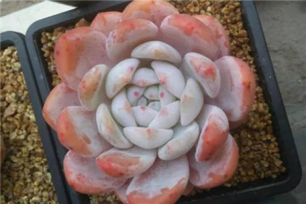 Fleshy