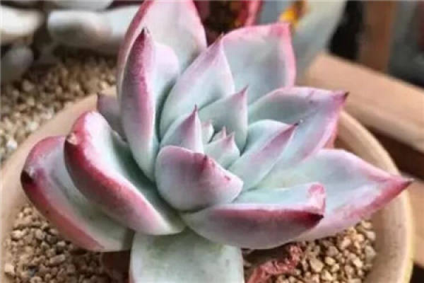 Fleshy