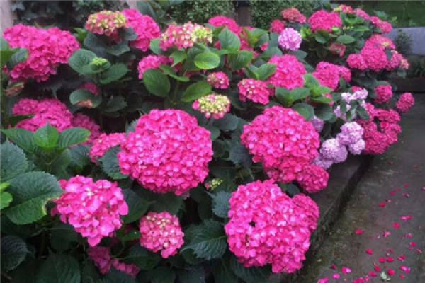 The flowers of 