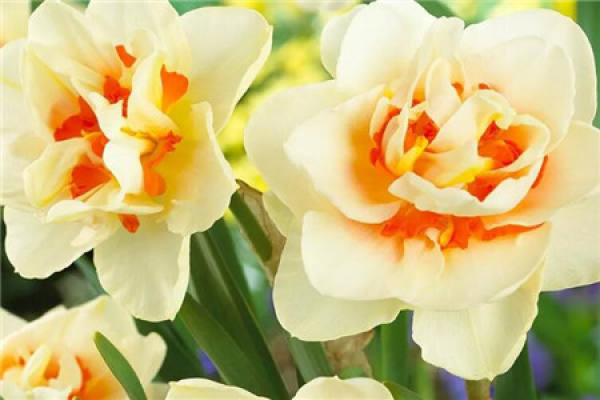Narcissus