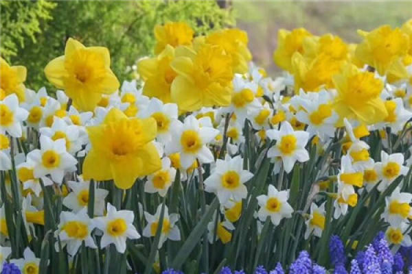 Narcissus
