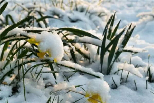 Narcissus