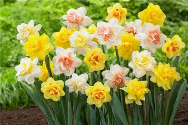 Narcissus