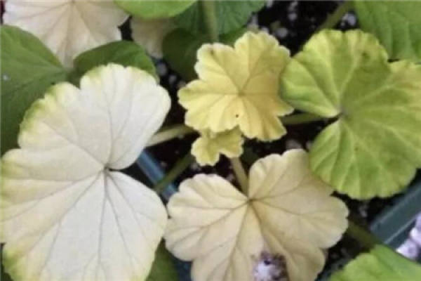 Geranium