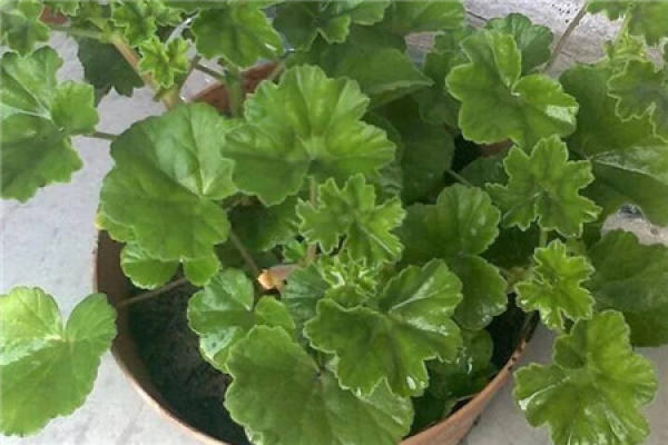 Geranium