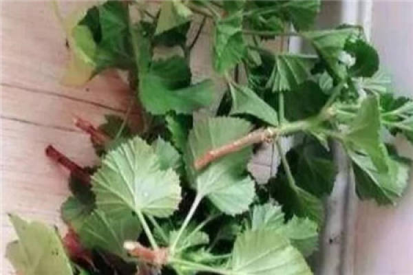 Geranium