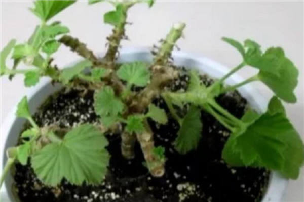 Geranium