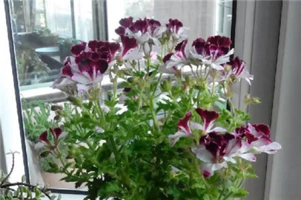 Geranium