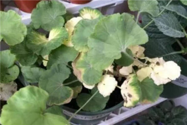 Geranium