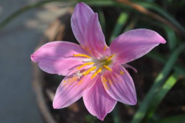 Calystegia chinensis