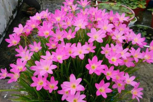 Calystegia chinensis