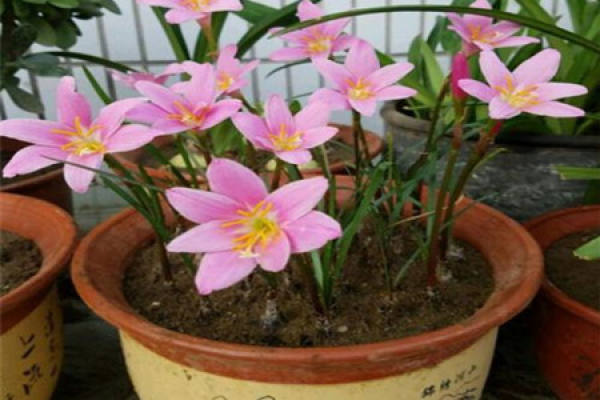 Calystegia chinensis