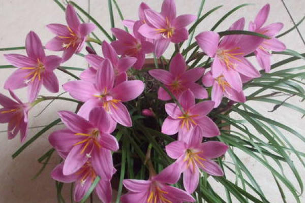 Calystegia chinensis