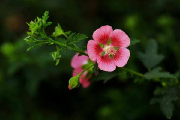 Small Hibiscus
