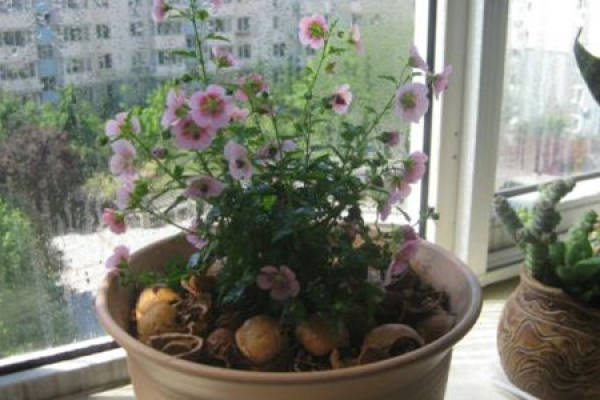 Small Hibiscus