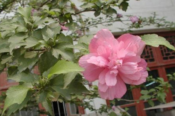 Small Hibiscus