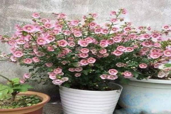 Small Hibiscus