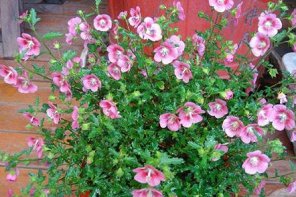 Small Hibiscus