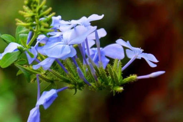 Blue Snowflake