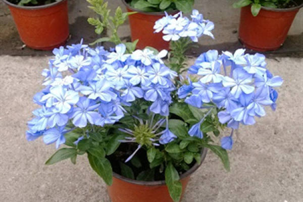 Blue Snowflake