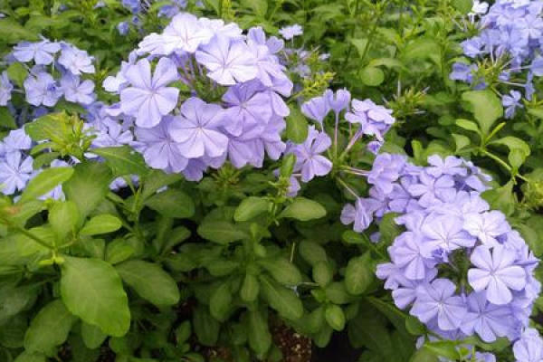 Blue Snowflake