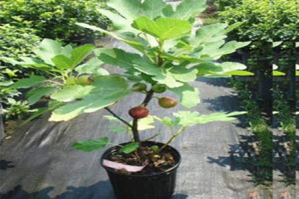Figs