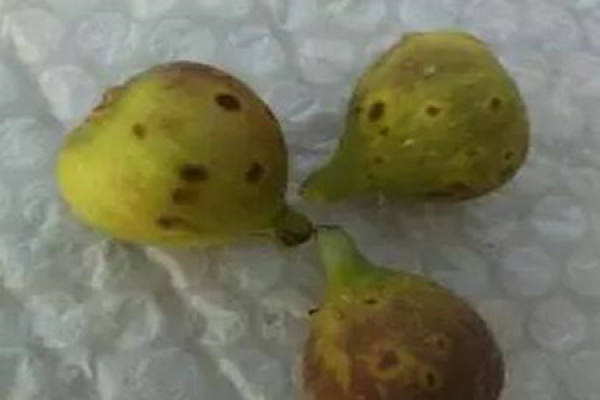 Figs
