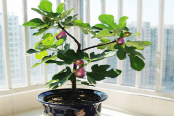 Figs