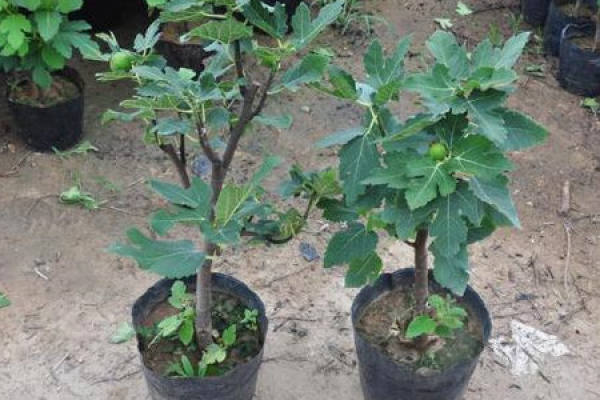 Figs