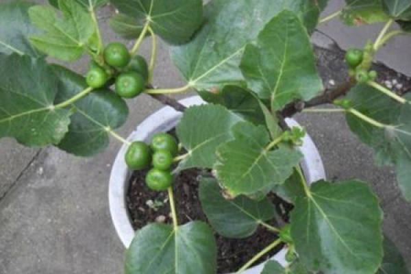 Figs