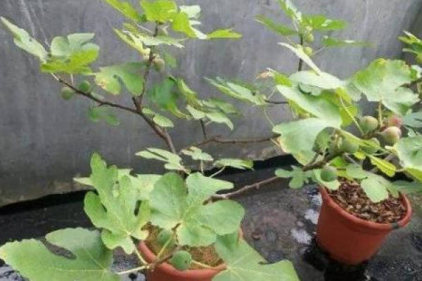 Figs