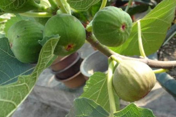 Figs