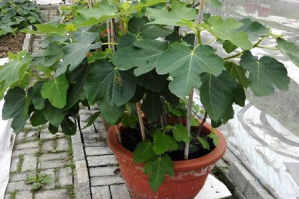 Figs