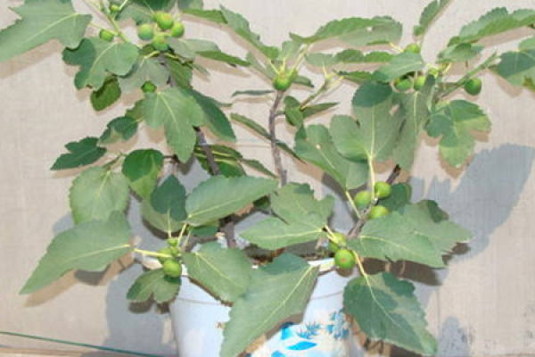 fig